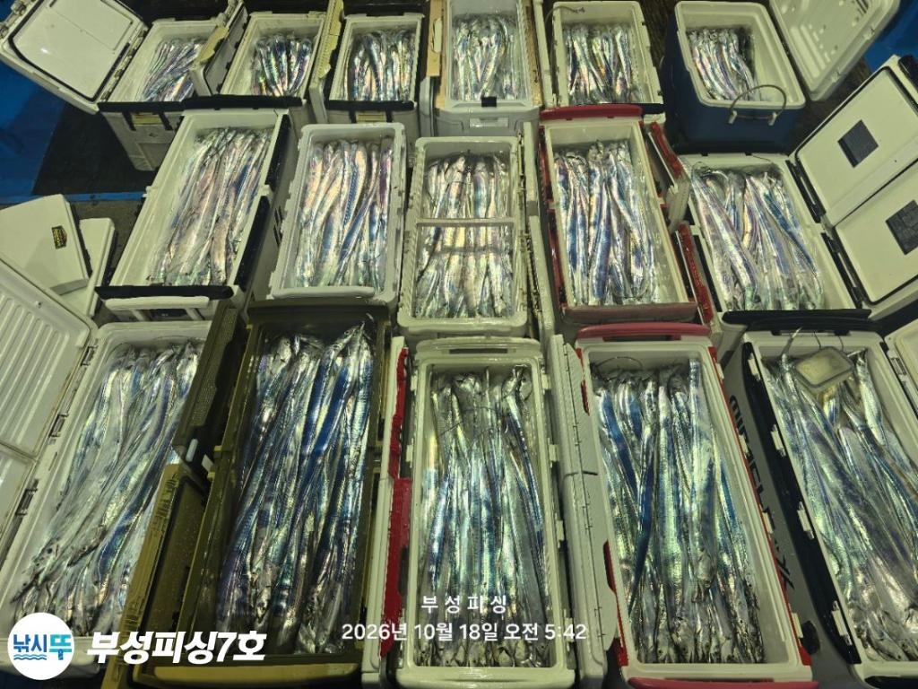 낚시뚜,갈치,통영영운리항,부성피싱7호,낚시뚜23