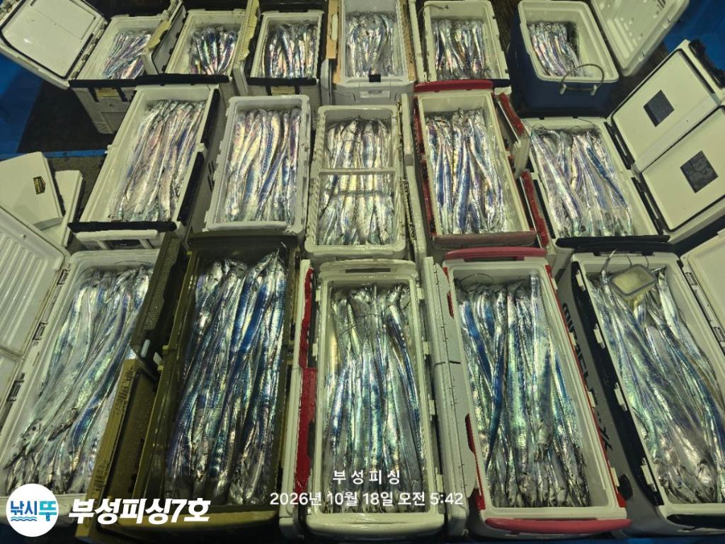 낚시뚜,갈치,통영영운리항,부성피싱7호,낚시뚜22