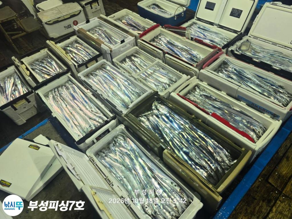 낚시뚜,갈치,통영영운리항,부성피싱7호,낚시뚜25