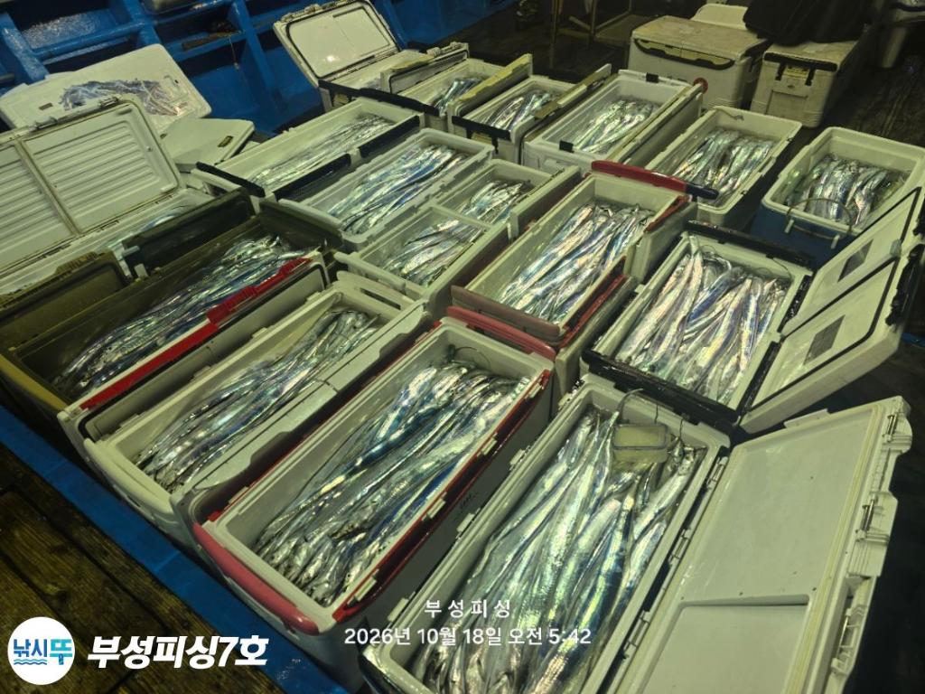 낚시뚜,갈치,통영영운리항,부성피싱7호,낚시뚜2