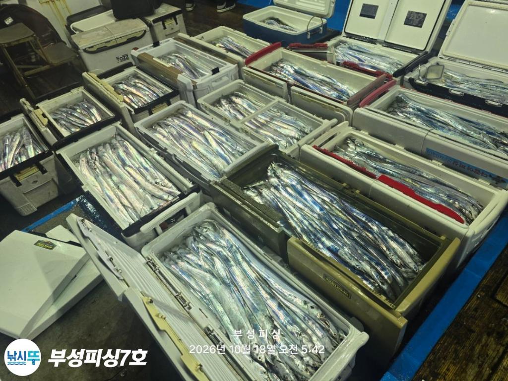 낚시뚜,갈치,통영영운리항,부성피싱7호,낚시뚜1