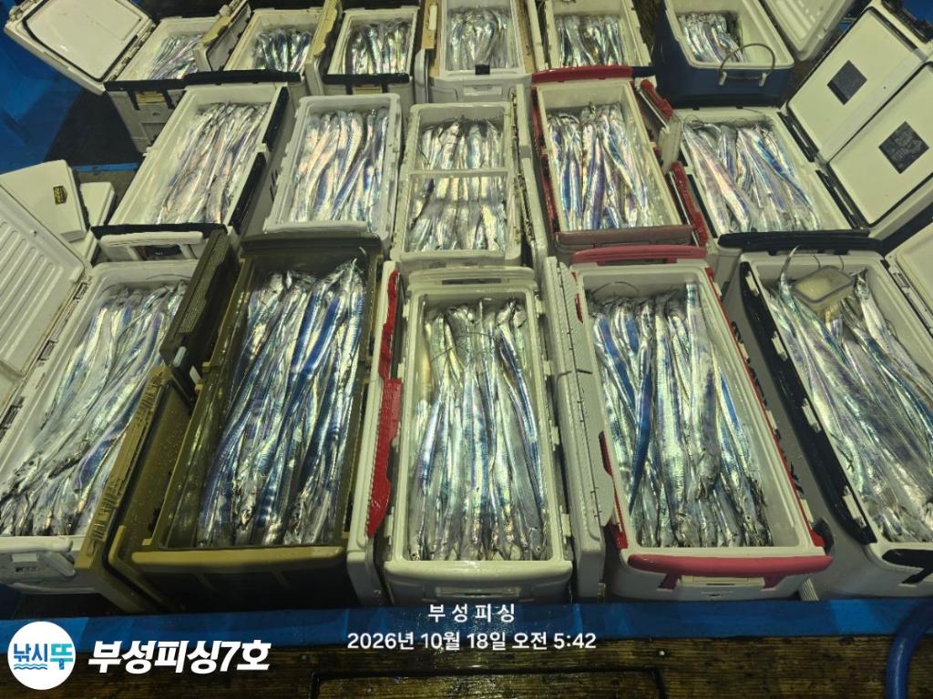 낚시뚜,갈치,통영영운리항,부성피싱7호,낚시뚜0