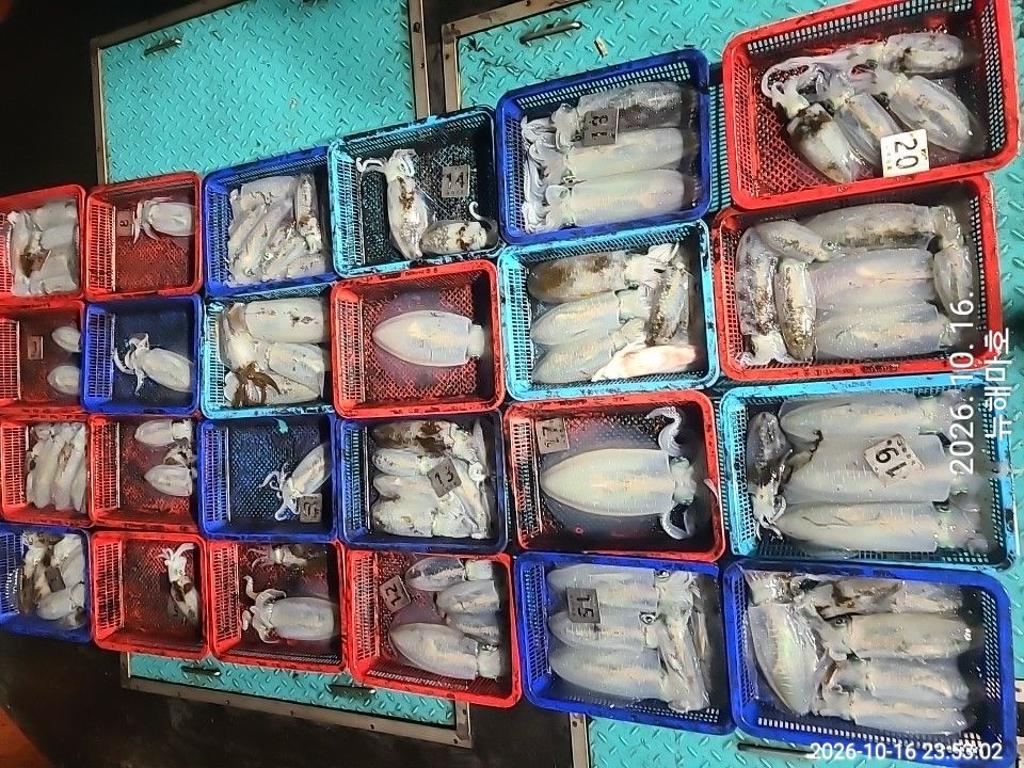 낚시뚜,무늬오징어,영일만항,뉴해마호,낚시뚜2