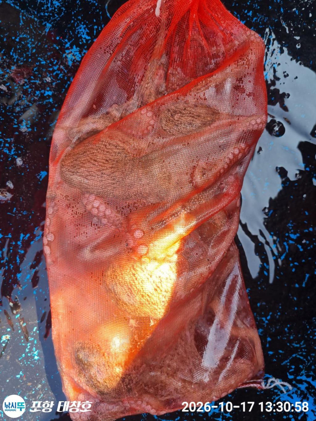 낚시뚜,돌문어,영일만항,포항 태창호,낚시뚜19