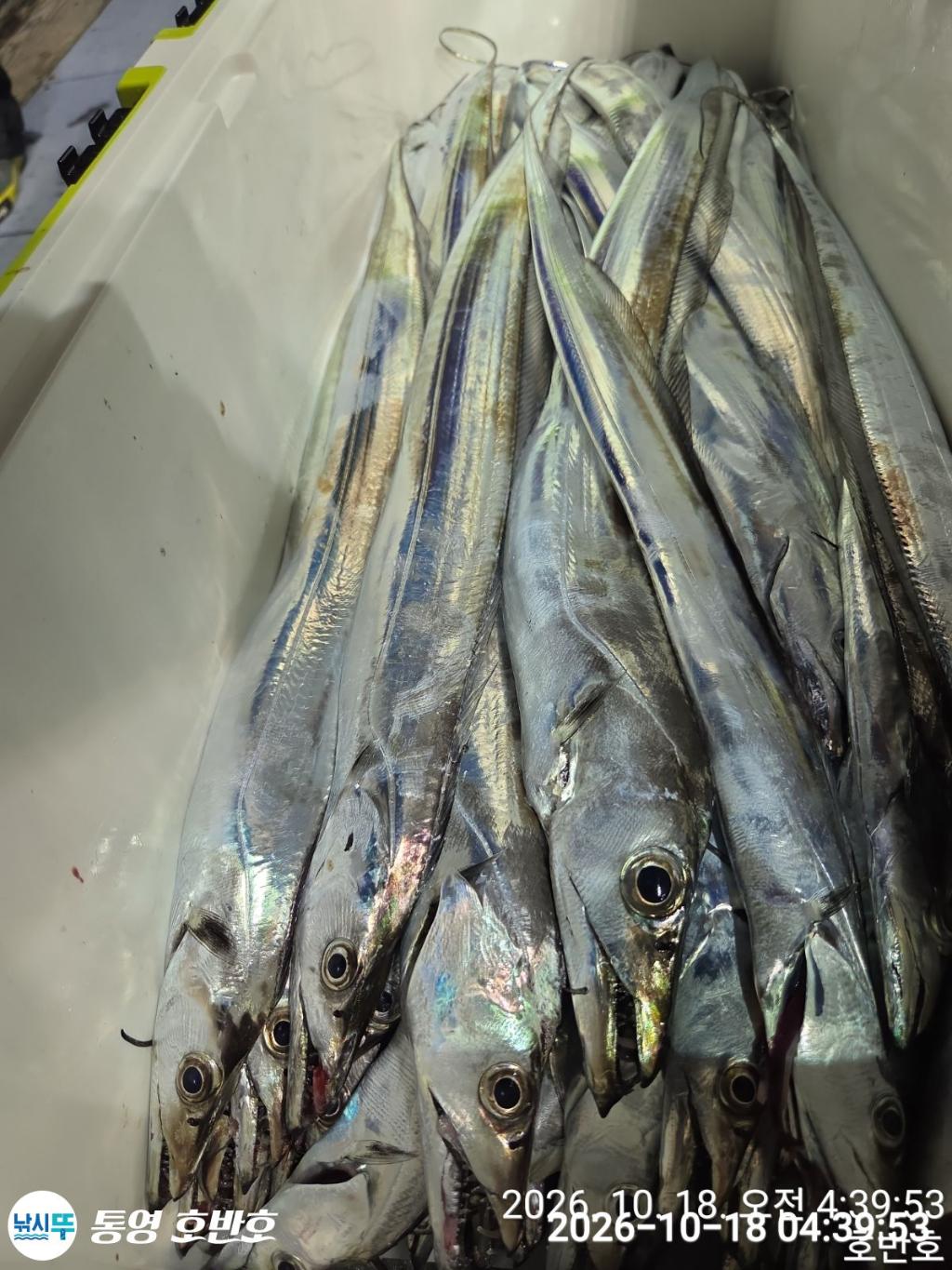 낚시뚜,갈치,통영 신전항,통영호반호,낚시뚜41