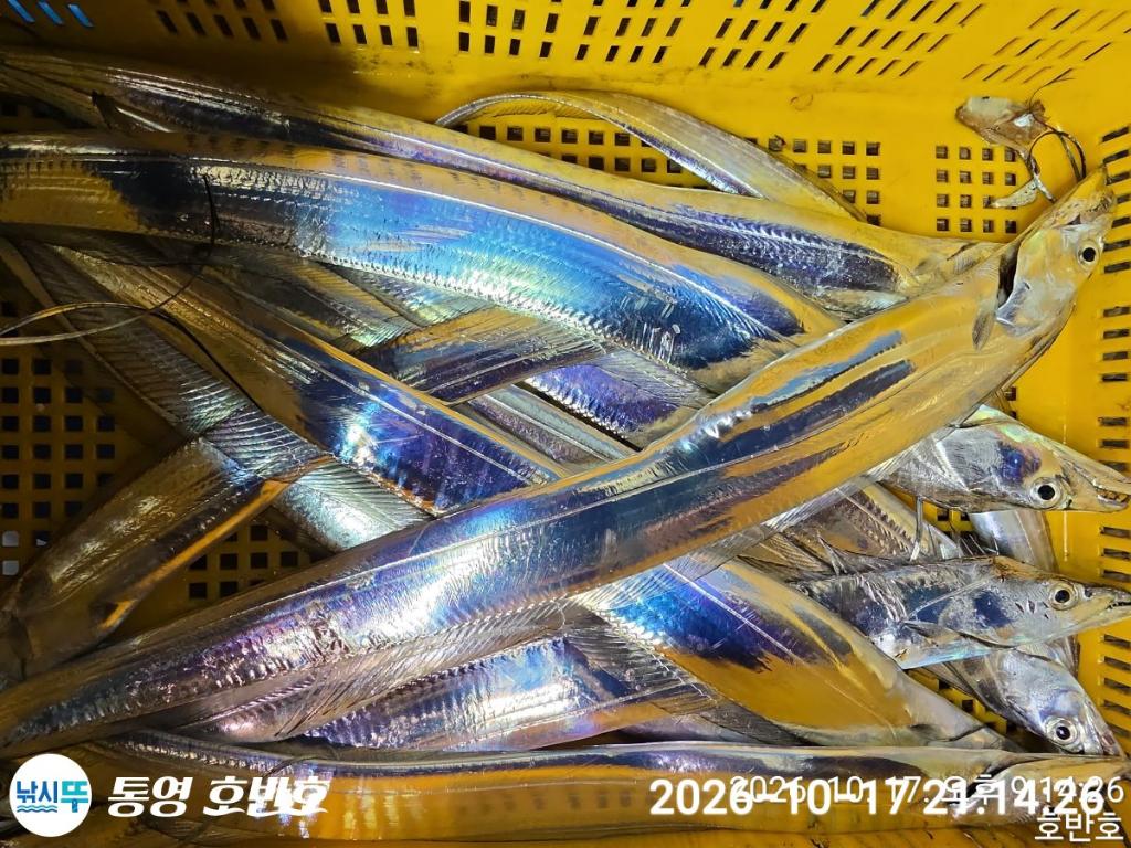 낚시뚜,갈치,통영 신전항,통영호반호,낚시뚜38