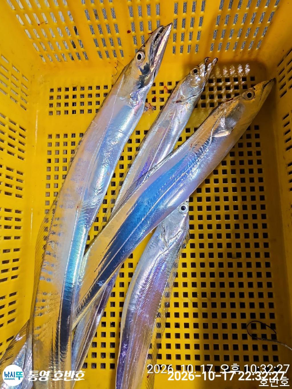 낚시뚜,갈치,통영 신전항,통영호반호,낚시뚜37