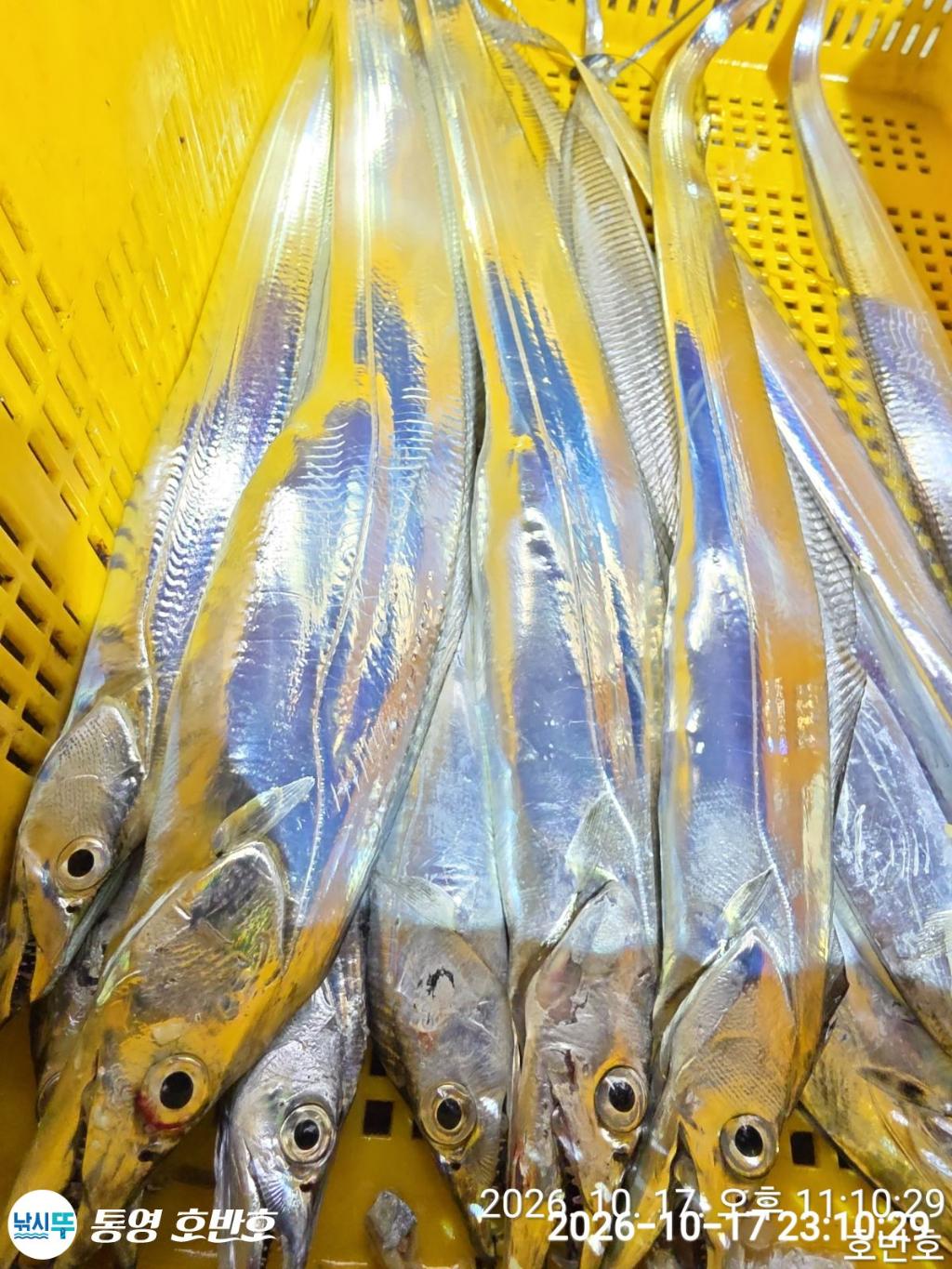 낚시뚜,갈치,통영 신전항,통영호반호,낚시뚜33