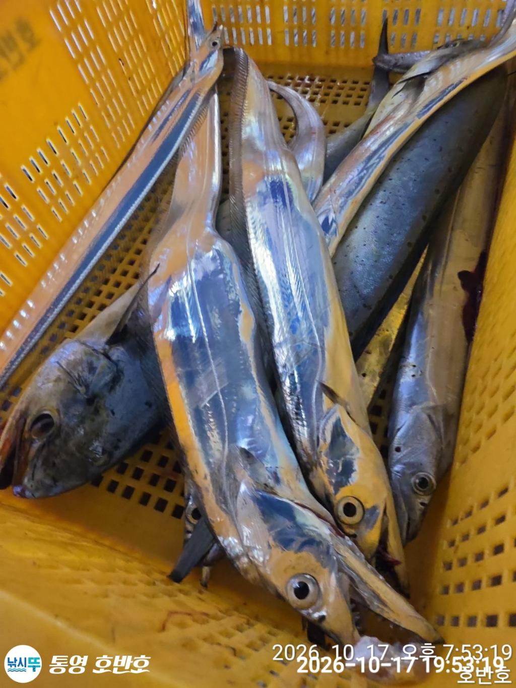 낚시뚜,갈치,통영 신전항,통영호반호,낚시뚜22
