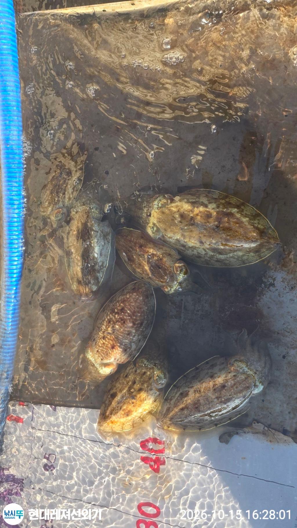 낚시뚜,감성돔,갑오징어,무늬오징어,풍화상장마을,통영 현대레져선외기,낚시뚜6