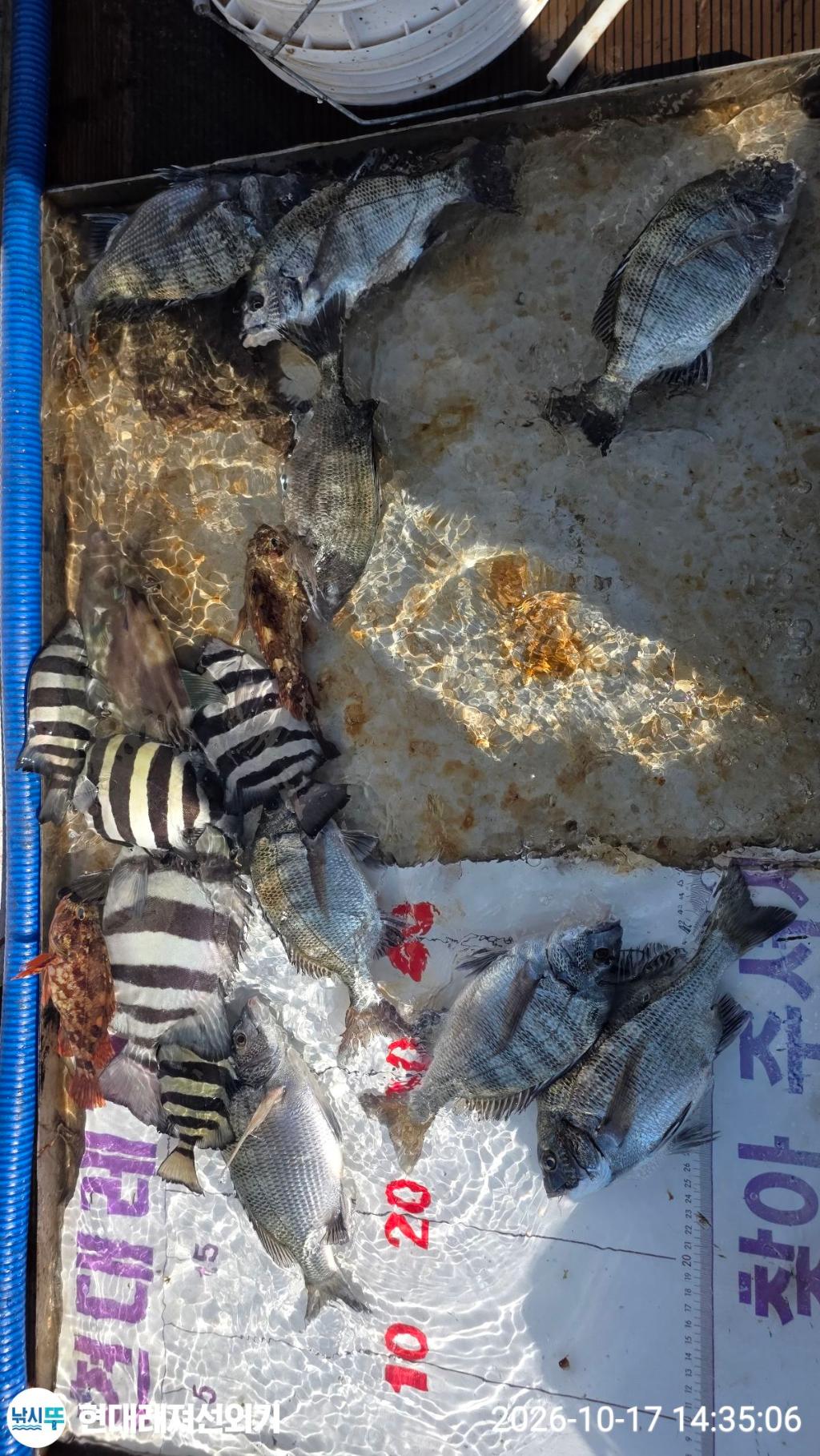 낚시뚜,감성돔,갑오징어,무늬오징어,풍화상장마을,통영 현대레져선외기,낚시뚜4