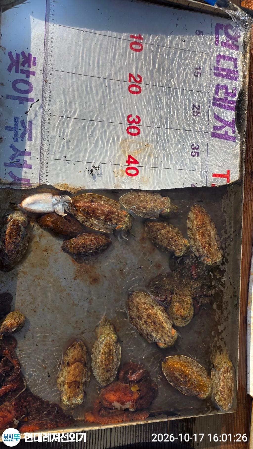 낚시뚜,감성돔,갑오징어,무늬오징어,풍화상장마을,통영 현대레져선외기,낚시뚜3