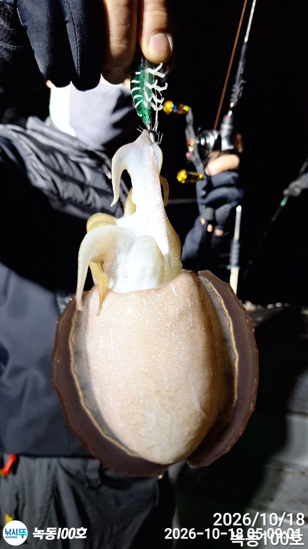 낚시뚜,갑오징어,돌문어,녹동항,녹동100호,낚시뚜6