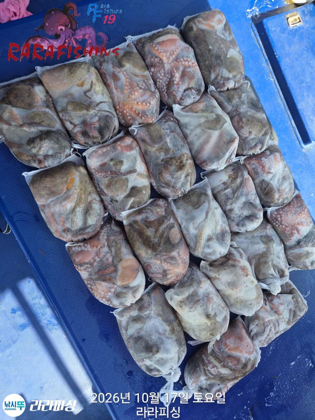 낚시뚜,돌문어,속천항(진해),라라피싱,낚시뚜21