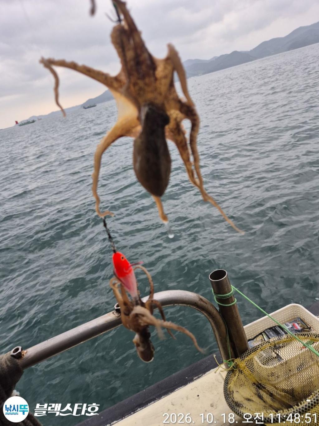 낚시뚜,돌문어,쭈꾸미,삼천포 팔포항,삼천포 블랙스타,낚시뚜11