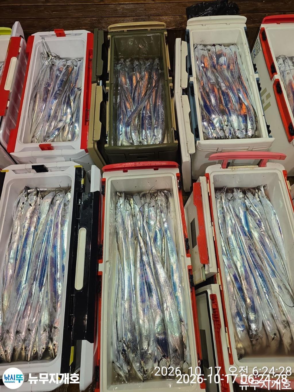 낚시뚜,갈치,통영영운리항,뉴무지개호,낚시뚜13