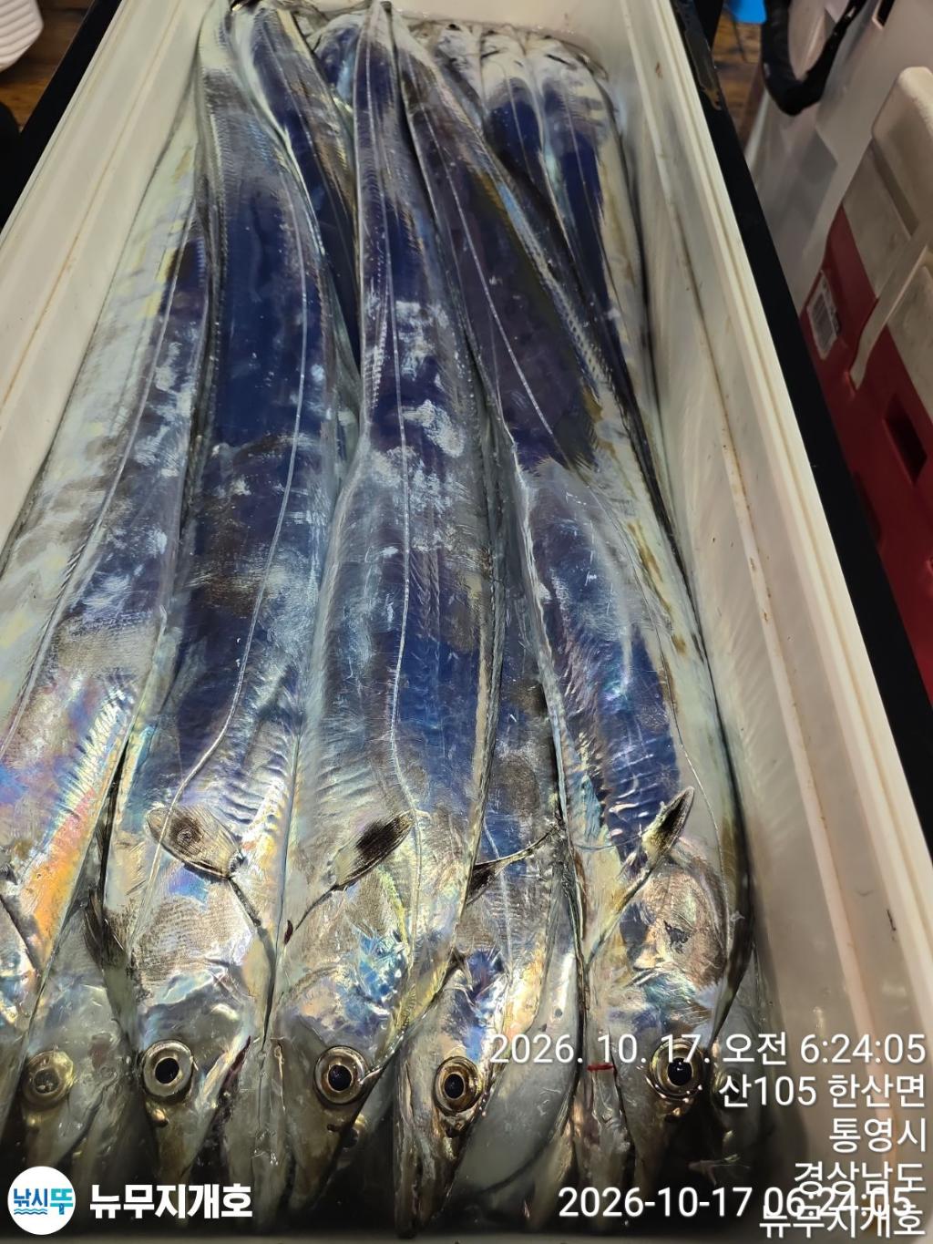 낚시뚜,갈치,통영영운리항,뉴무지개호,낚시뚜12