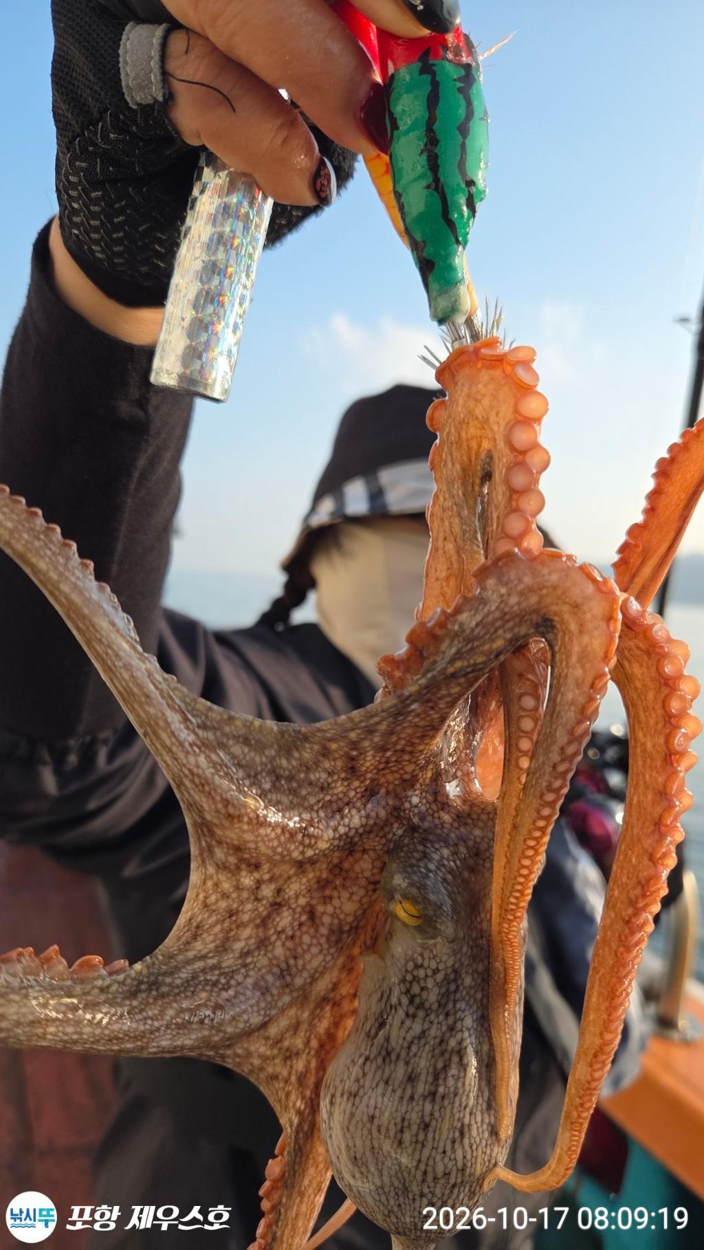 낚시뚜,돌문어,영일만항,포항 제우스호,낚시뚜4