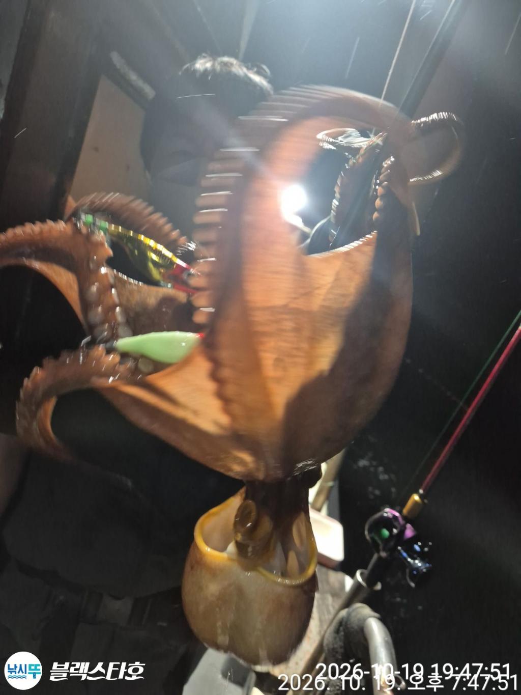낚시뚜,돌문어,삼천포 팔포항,삼천포 블랙스타,낚시뚜13