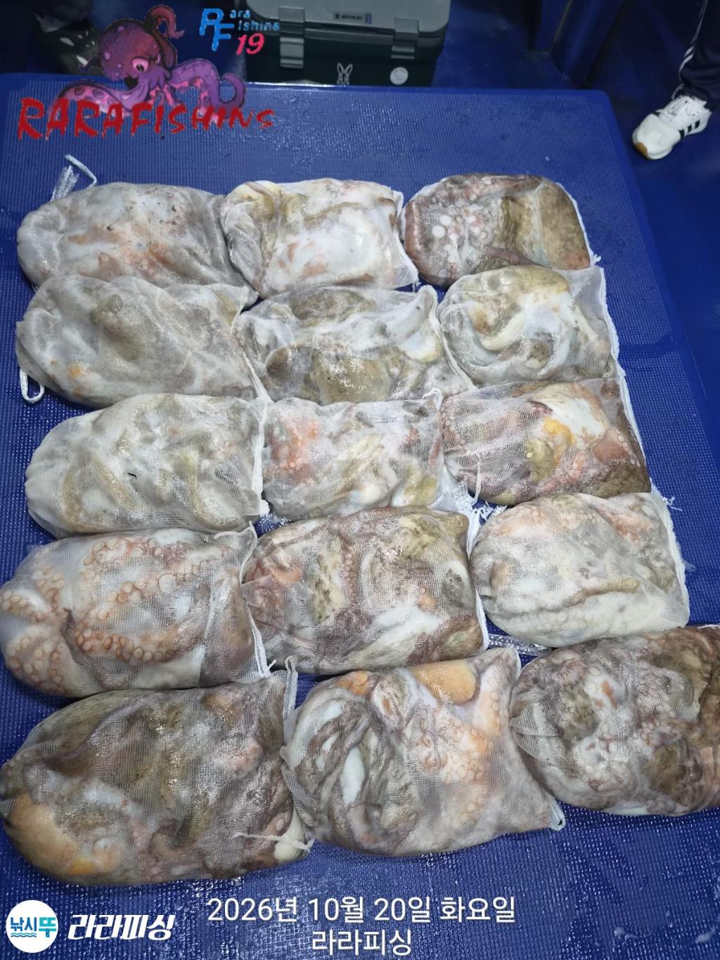 낚시뚜,돌문어,속천항(진해),라라피싱,낚시뚜22