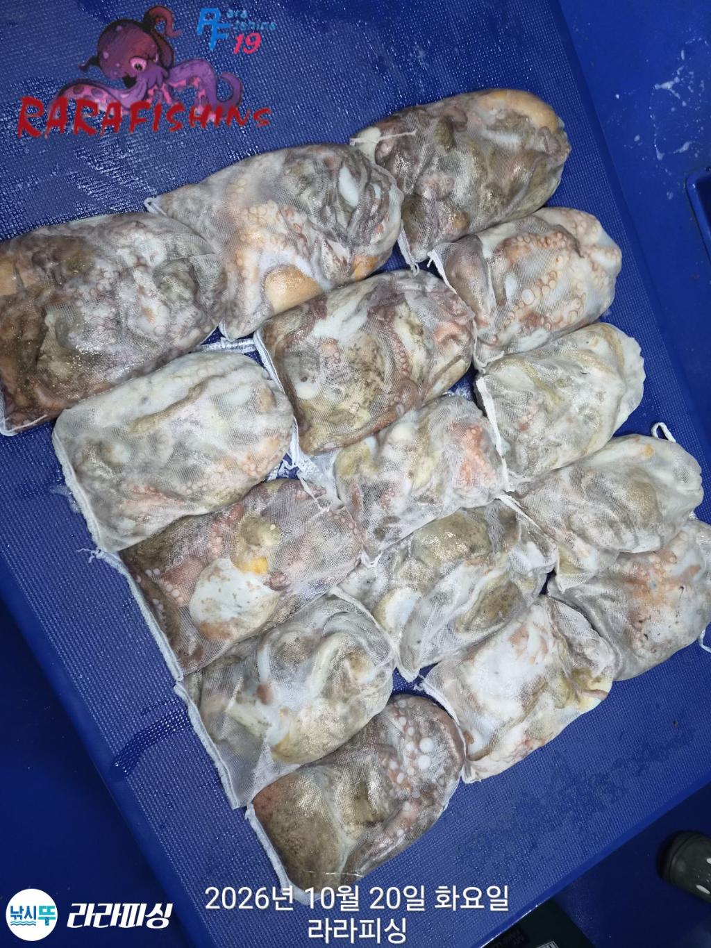 낚시뚜,돌문어,속천항(진해),라라피싱,낚시뚜18