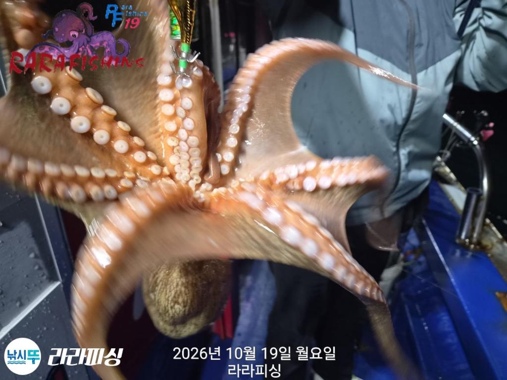 낚시뚜,돌문어,속천항(진해),라라피싱,낚시뚜8