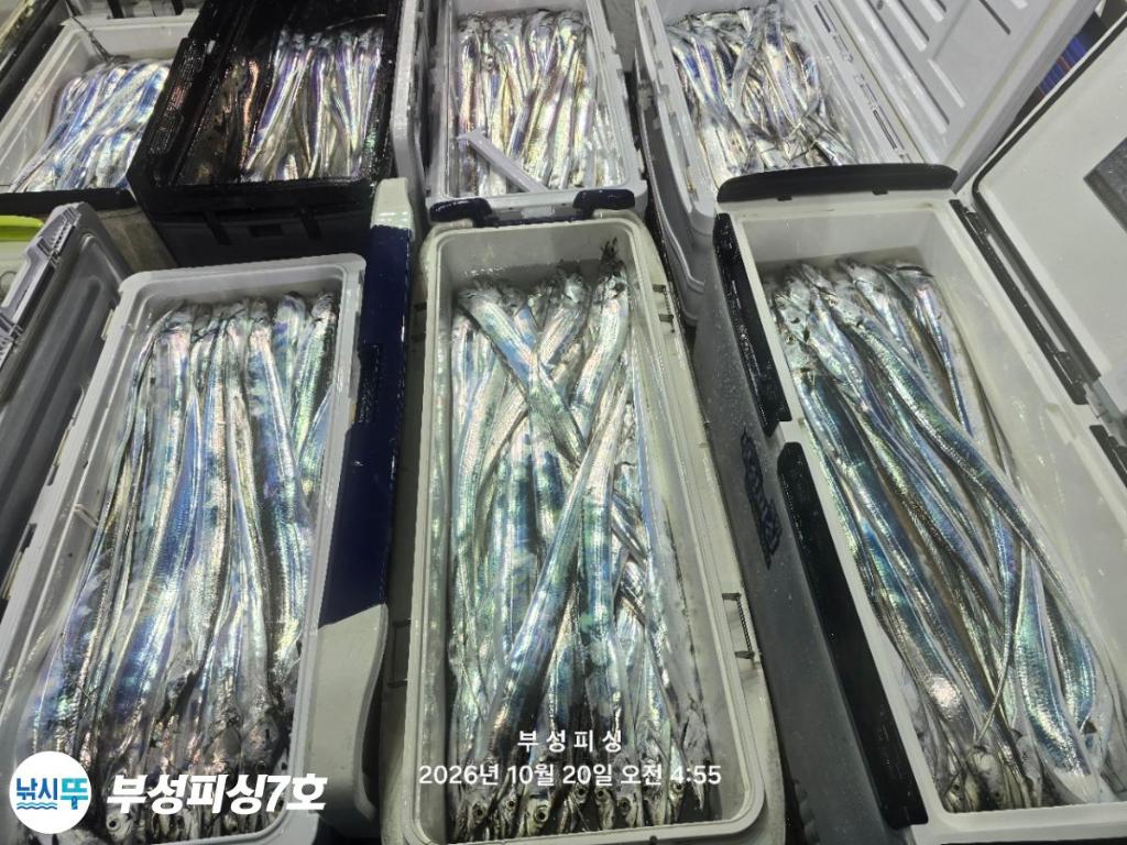 낚시뚜,갈치,통영영운리항,부성피싱7호,낚시뚜27