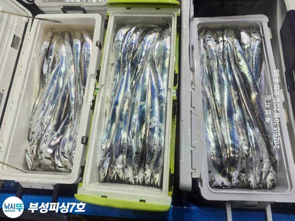 낚시뚜,갈치,통영영운리항,부성피싱7호,낚시뚜28