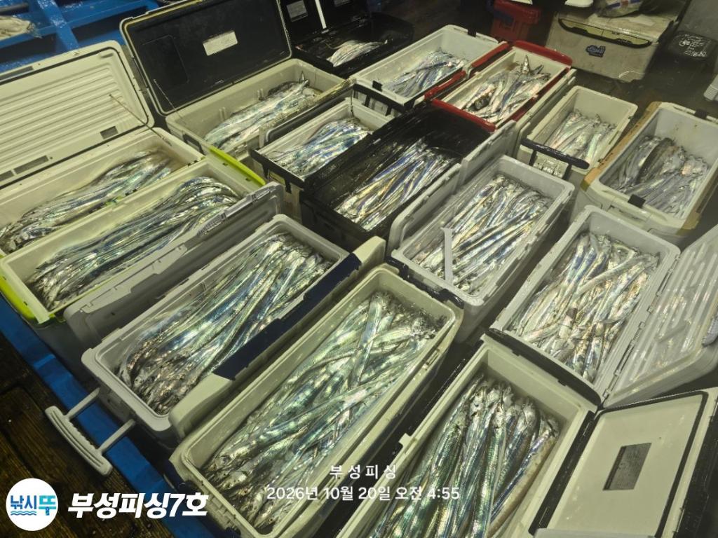 낚시뚜,갈치,통영영운리항,부성피싱7호,낚시뚜24