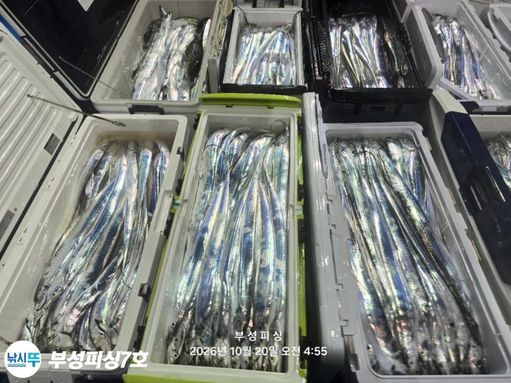 낚시뚜,갈치,통영영운리항,부성피싱7호,낚시뚜25