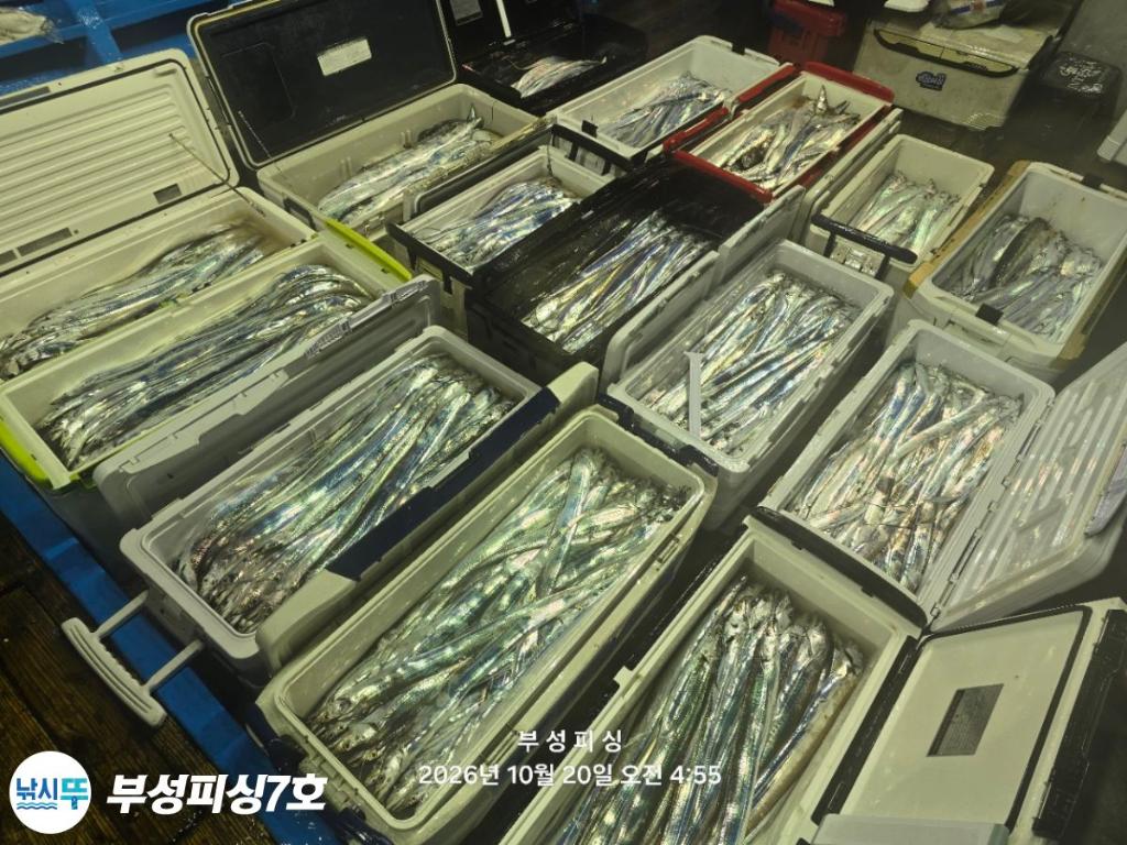 낚시뚜,갈치,통영영운리항,부성피싱7호,낚시뚜23