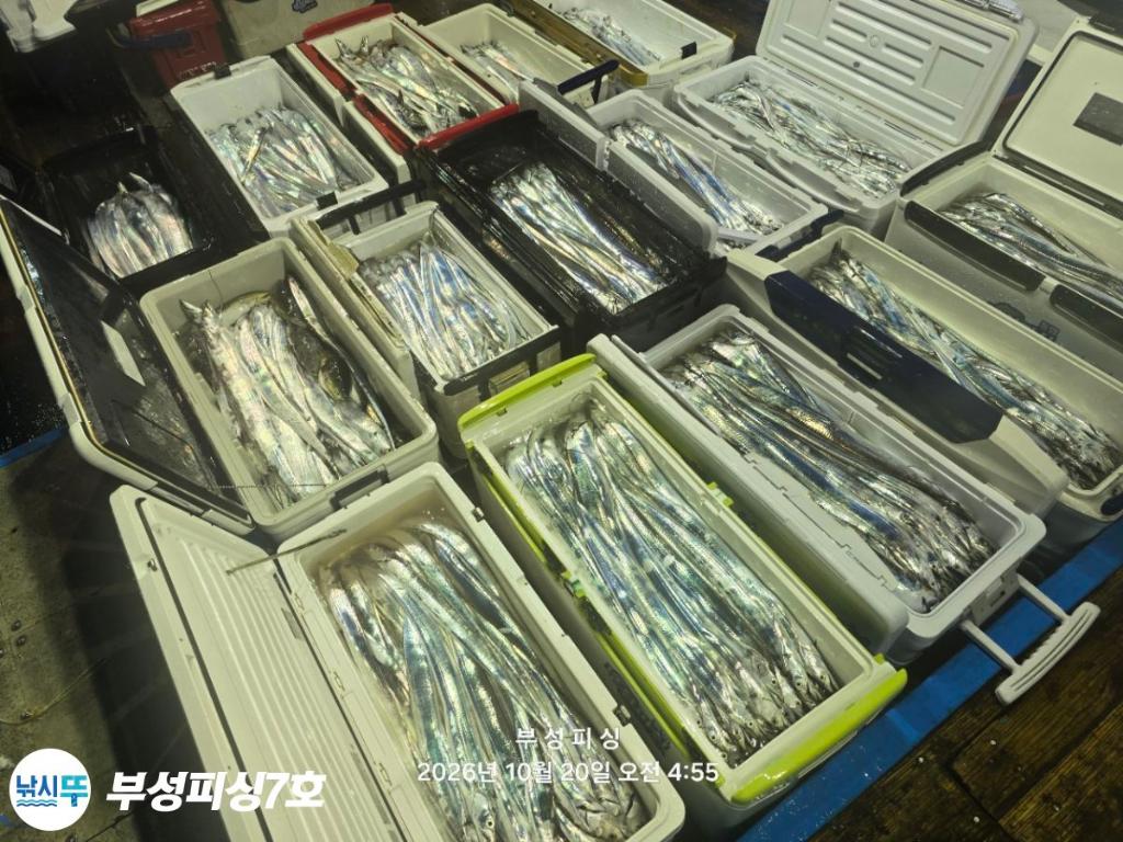낚시뚜,갈치,통영영운리항,부성피싱7호,낚시뚜22
