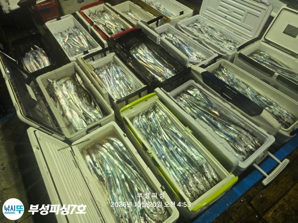 낚시뚜,갈치,통영영운리항,부성피싱7호,낚시뚜21