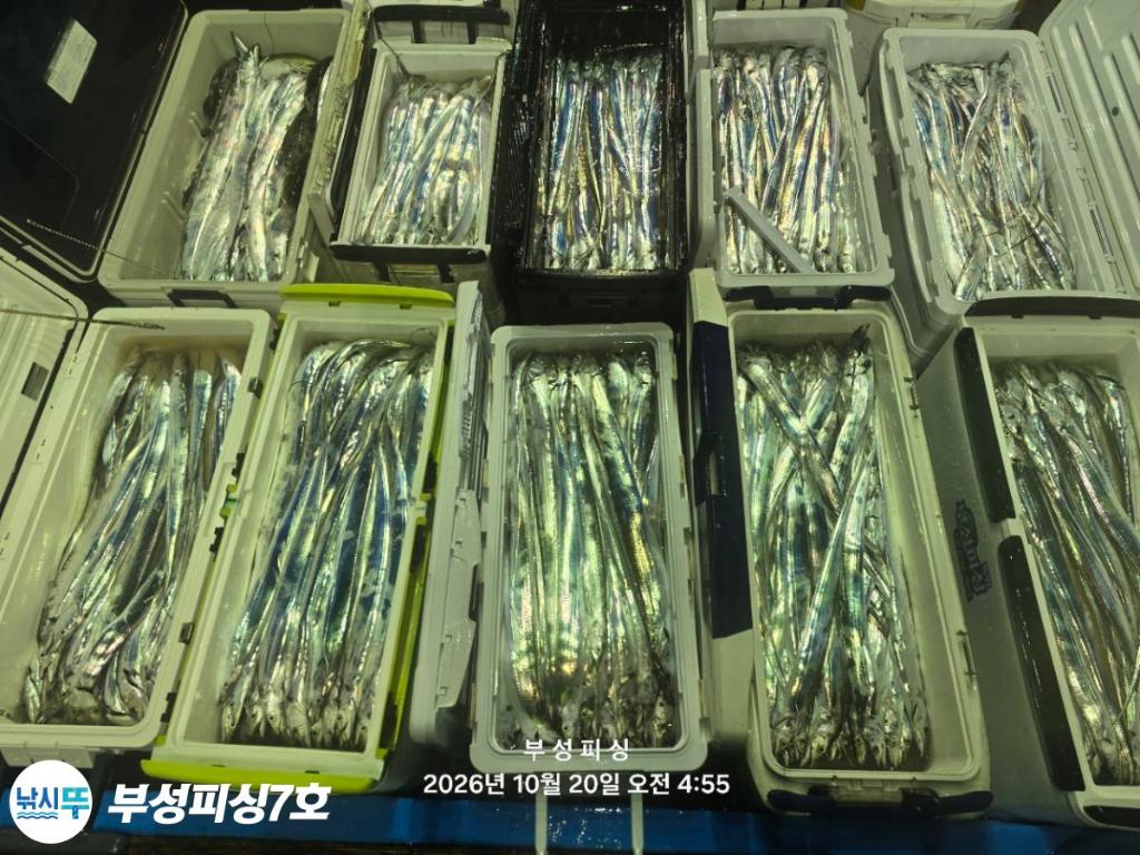 낚시뚜,갈치,통영영운리항,부성피싱7호,낚시뚜20