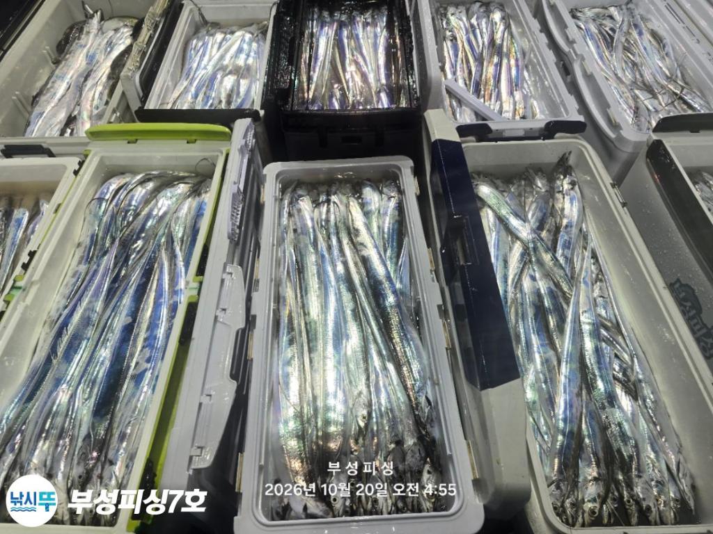 낚시뚜,갈치,통영영운리항,부성피싱7호,낚시뚜26