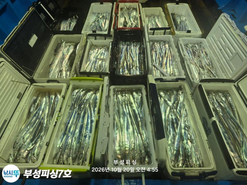 낚시뚜,갈치,통영영운리항,부성피싱7호,낚시뚜19