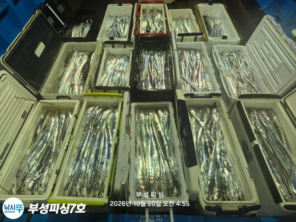 낚시뚜,갈치,통영영운리항,부성피싱7호,낚시뚜18