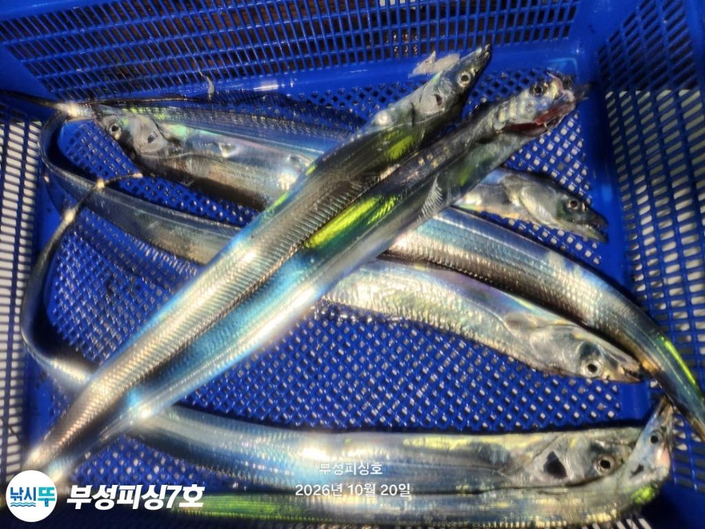 낚시뚜,갈치,통영영운리항,부성피싱7호,낚시뚜17