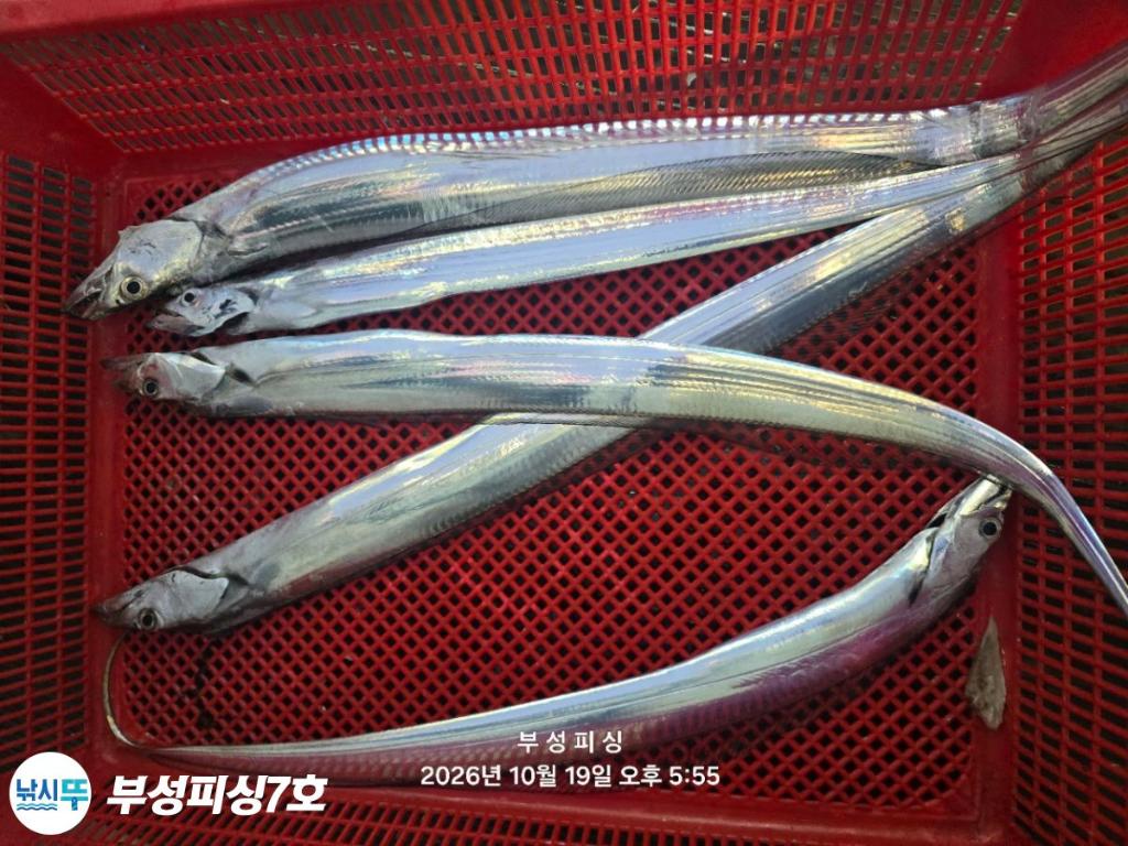 낚시뚜,갈치,통영영운리항,부성피싱7호,낚시뚜16