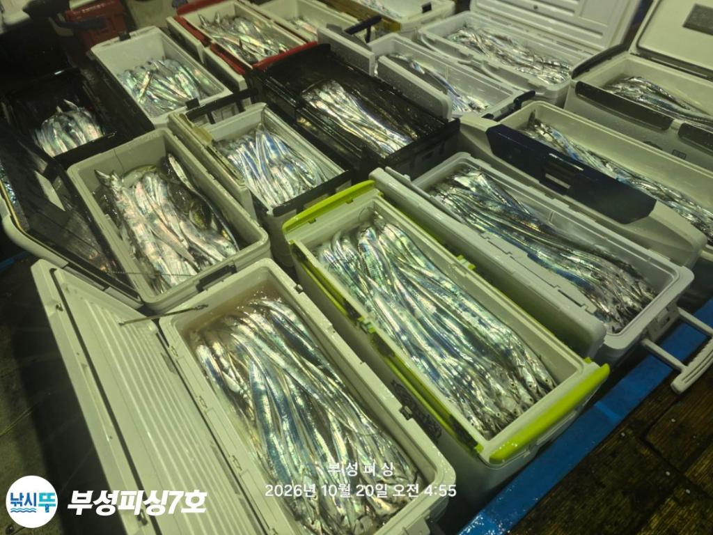 낚시뚜,갈치,통영영운리항,부성피싱7호,낚시뚜2