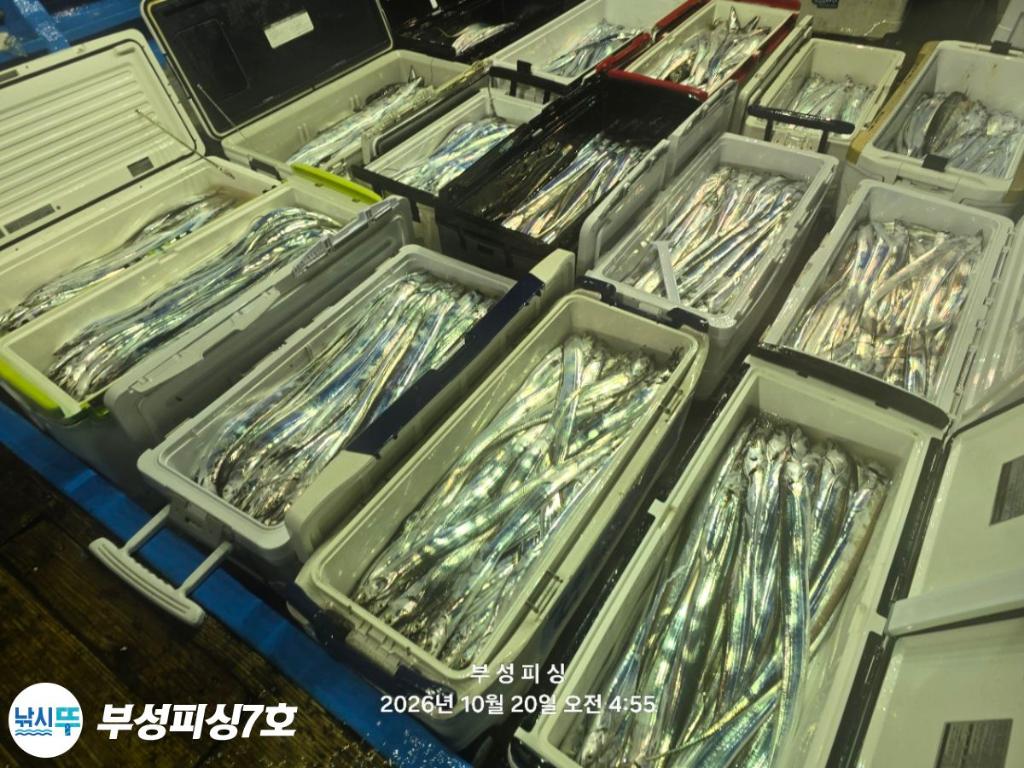 낚시뚜,갈치,통영영운리항,부성피싱7호,낚시뚜1