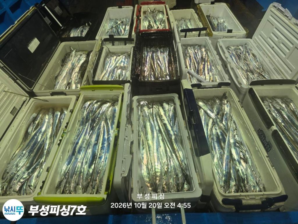 낚시뚜,갈치,통영영운리항,부성피싱7호,낚시뚜0