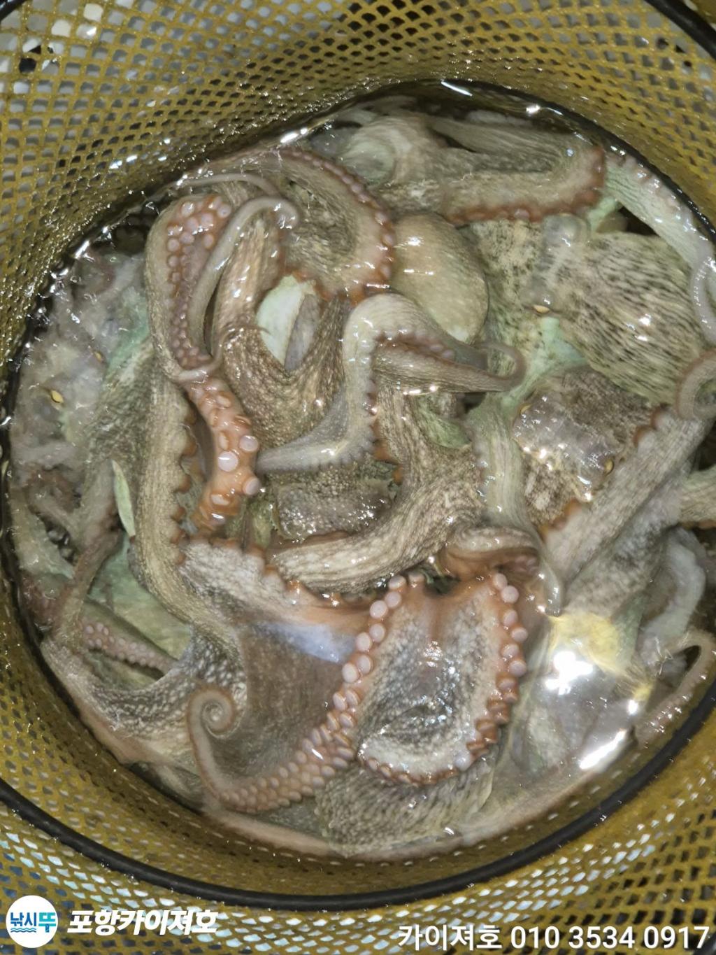 낚시뚜,기타 (직접입력),영일만항,포항카이져호,낚시뚜38
