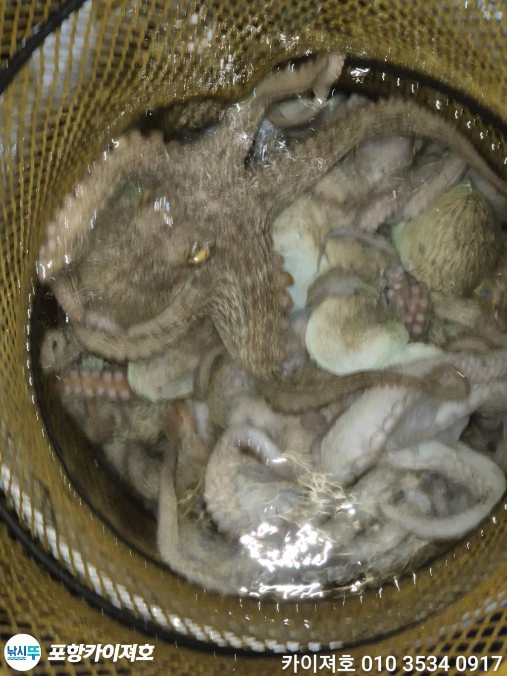낚시뚜,기타 (직접입력),영일만항,포항카이져호,낚시뚜31
