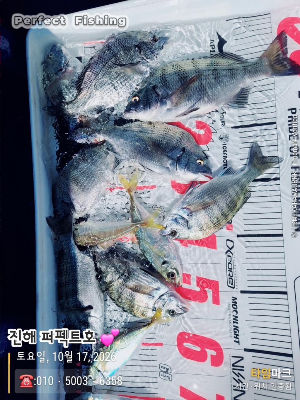 낚시뚜,감성돔,진해 수치마을 방파제,퍼펙트호,낚시뚜1