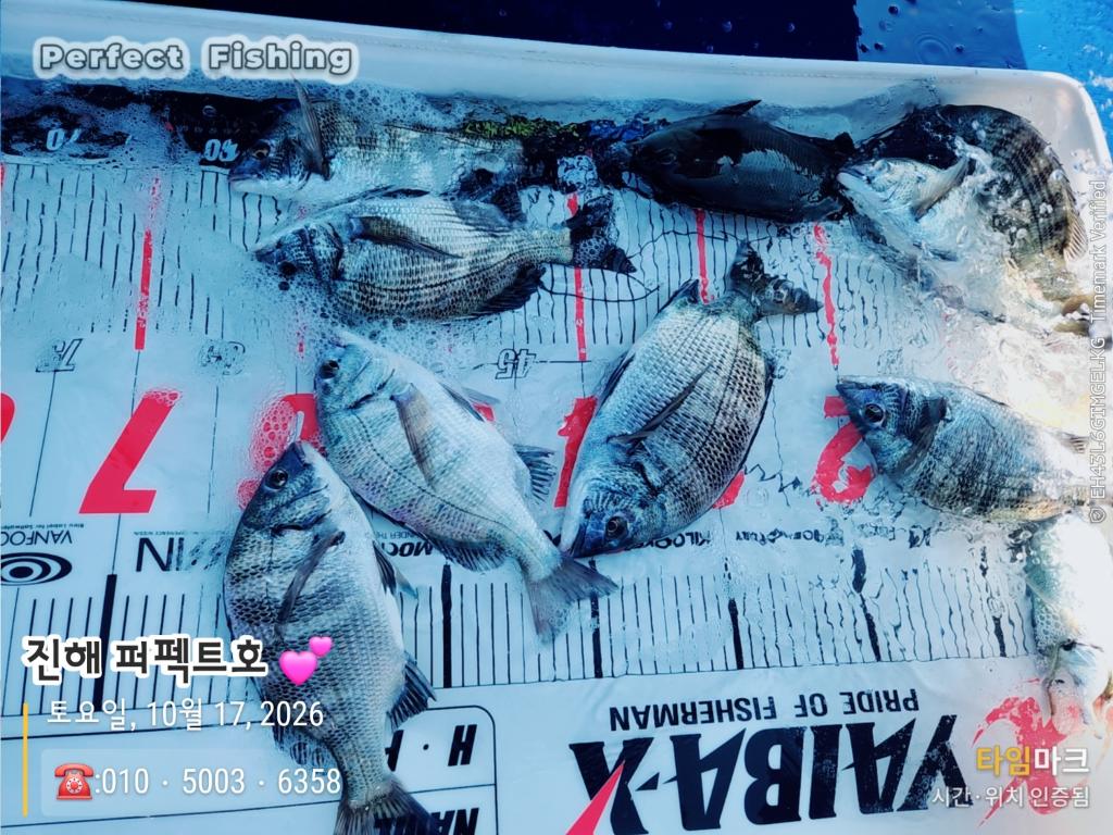 낚시뚜,감성돔,진해 수치마을 방파제,퍼펙트호,낚시뚜3