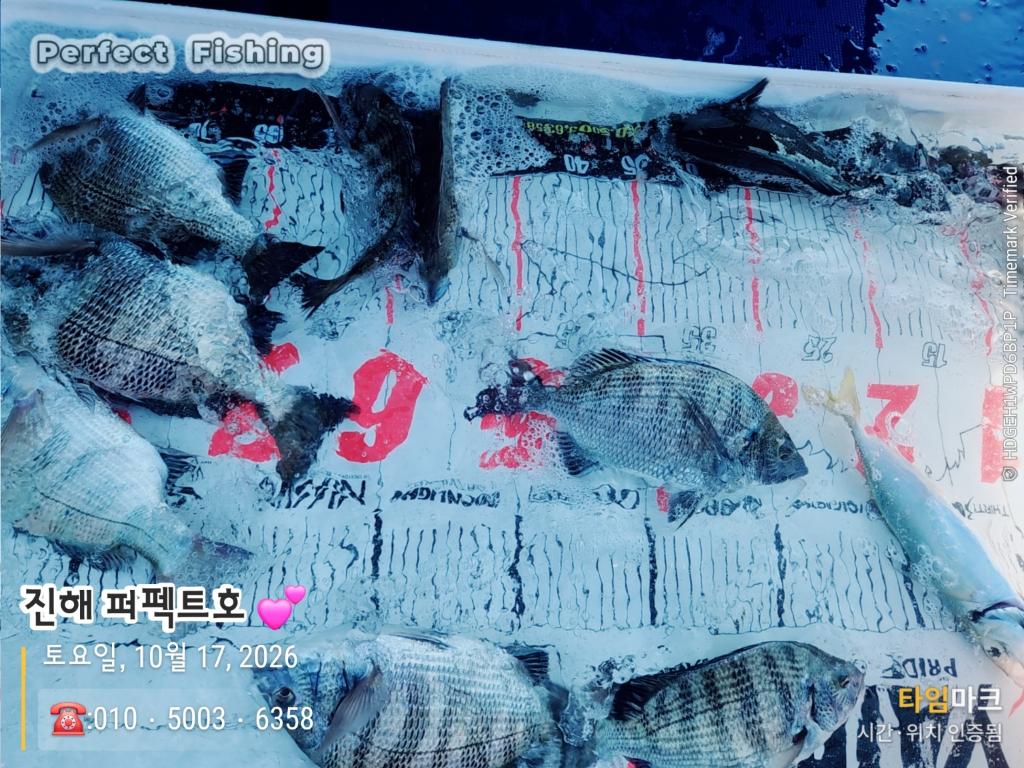 낚시뚜,감성돔,진해 수치마을 방파제,퍼펙트호,낚시뚜4