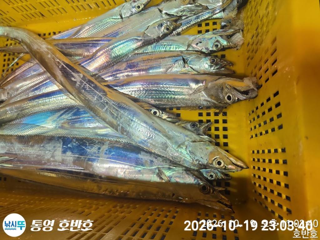 낚시뚜,갈치,통영 신전항,통영호반호,낚시뚜46