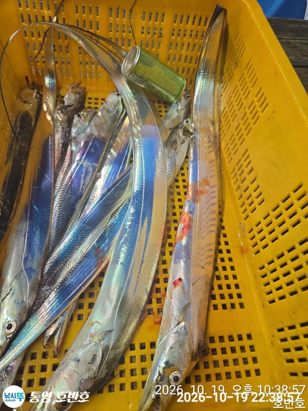 낚시뚜,갈치,통영 신전항,통영호반호,낚시뚜43