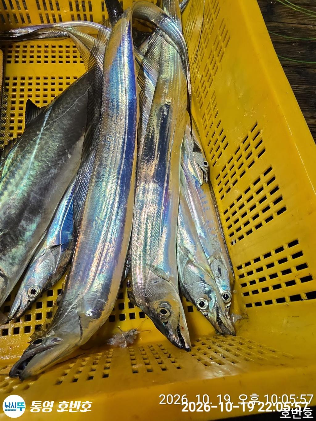 낚시뚜,갈치,통영 신전항,통영호반호,낚시뚜42